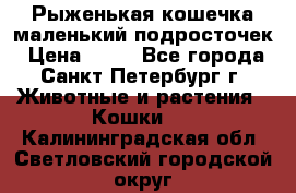 Рыженькая кошечка маленький подросточек › Цена ­ 10 - Все города, Санкт-Петербург г. Животные и растения » Кошки   . Калининградская обл.,Светловский городской округ 